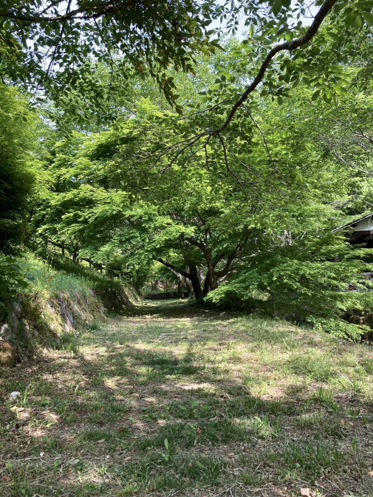 A forest in the mountains of Gifu, Japan, full of birdsong